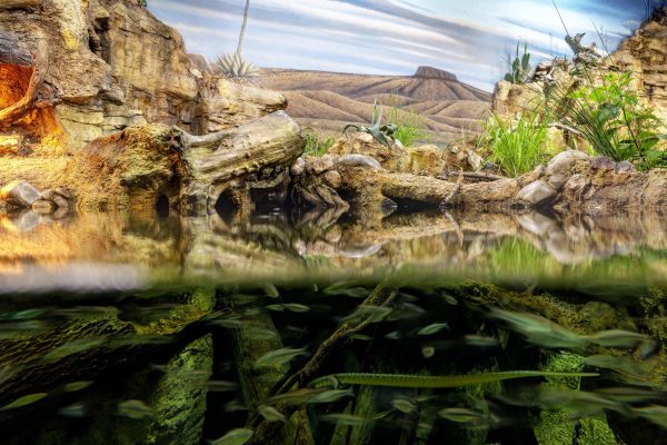 Zoo Architecture, Animal Exhibit Architecture, Reptile Exhibit Architecture